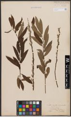 Salix aurita L. x Salix viminalis L.